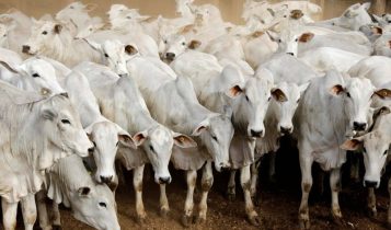 virada de ciclo pecuário