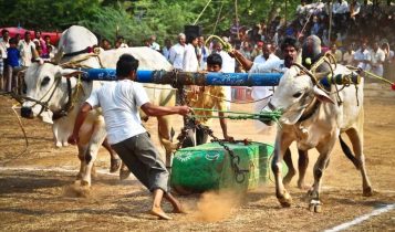 touro puxador de pedra