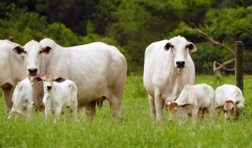 fazenda de cria
