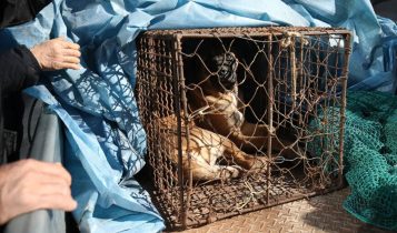 Cachorro olha de uma gaiola para um protesto de criadores de cães em Seul, Coreia do Sul, em 30 de novembro de 2023