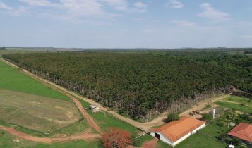 Setor brasileiro de árvores cultivadas alcança receita bruta de R$ 260 bilhões e atrai investidores