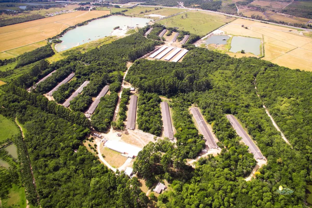 Rei do Ovo Ricardo Faria planta área no Matopiba