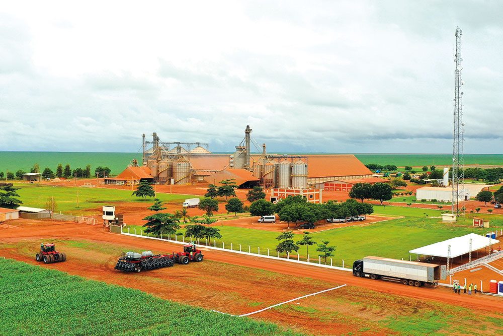 Rei do Ovo Ricardo Faria planta área no Matopiba