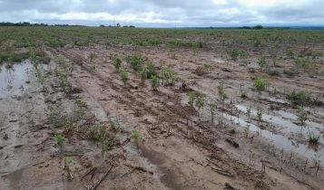 Vídeo: Agricultor perde 600 hectares de soja e acumula prejuízo