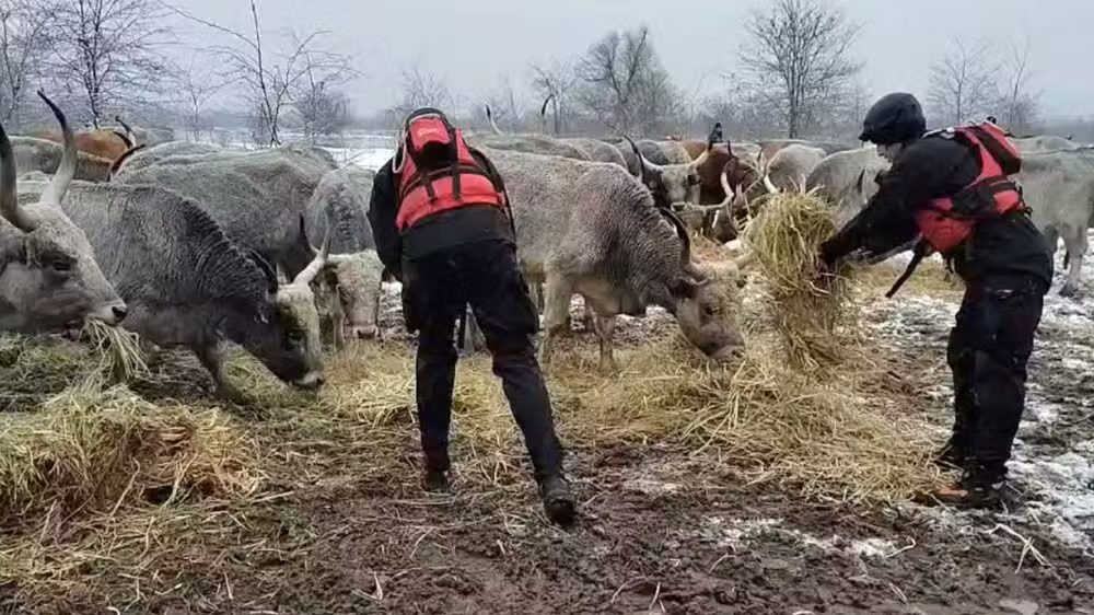 animais ‘ilhados’ por semanas no Rio Danúbio são salvos