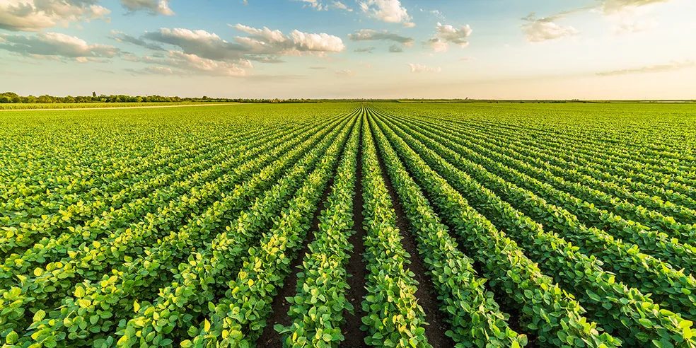 cidades mais ricas do agro