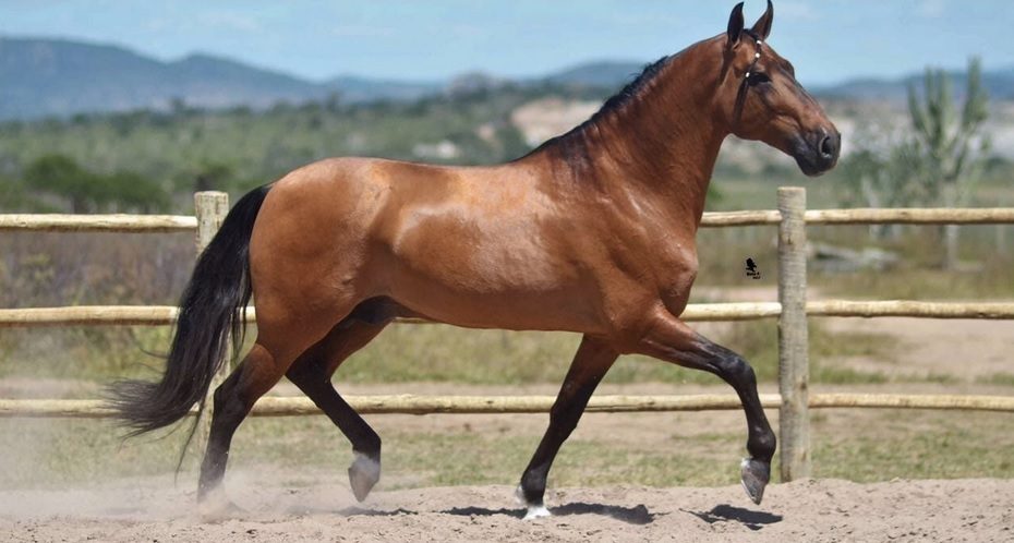 Cavalo Campolina uma das raças mais bela do Brasil; conheça