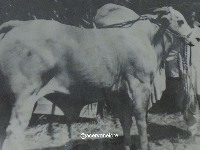 touro puxador de pedra