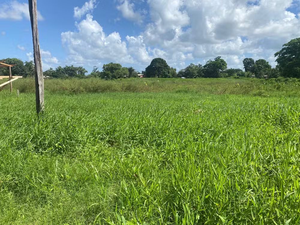 Besouros invadem cidade no Amapá: saiba o que causou a infestação