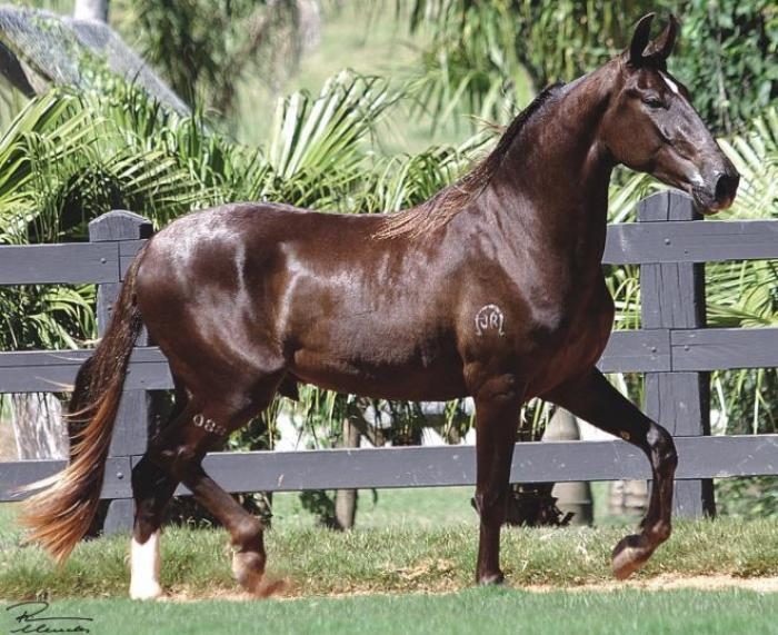 Cavalo Campolina uma das raças mais bela do Brasil; conheça