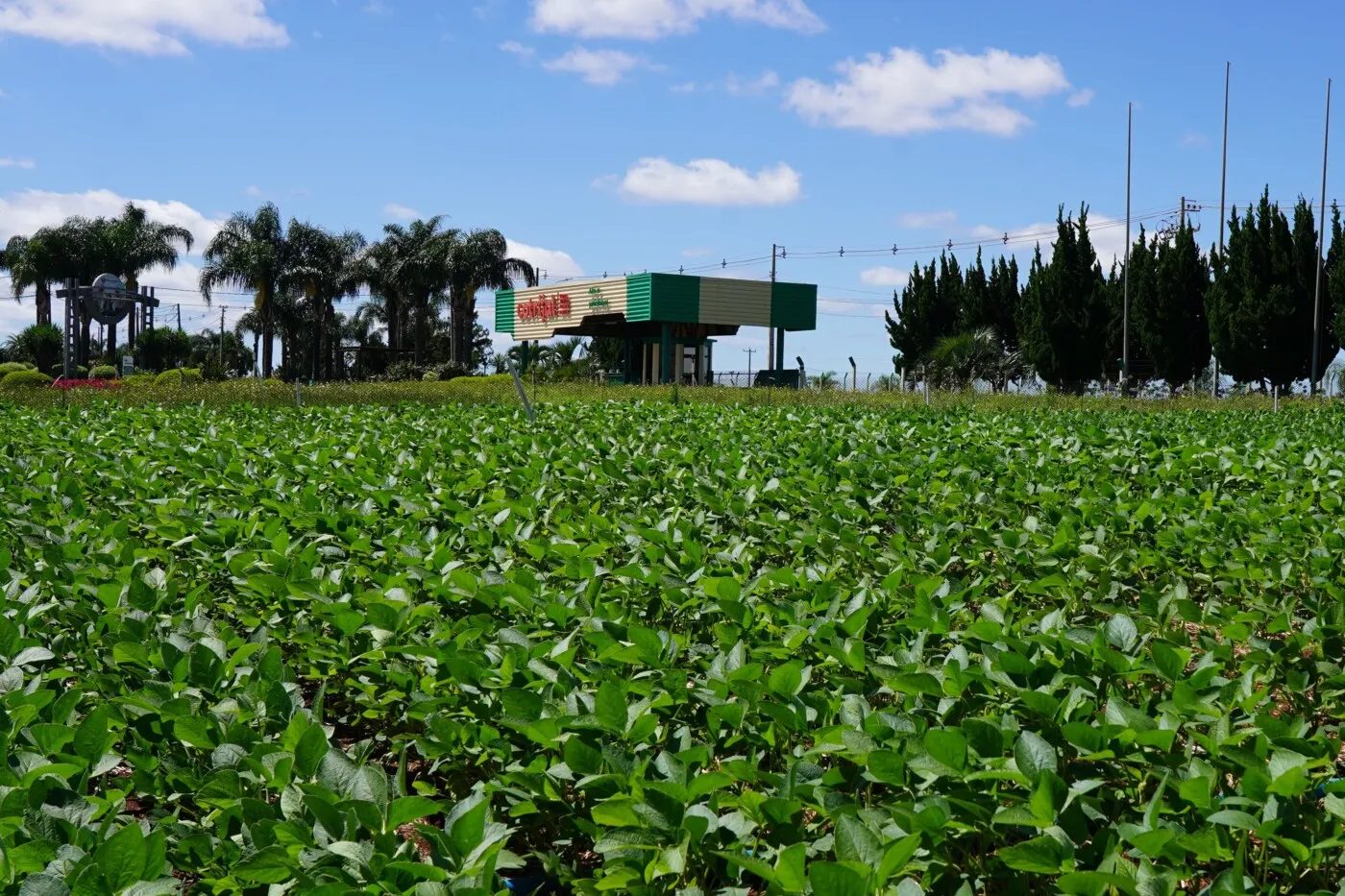 Foto: Divulgação/Cotrija