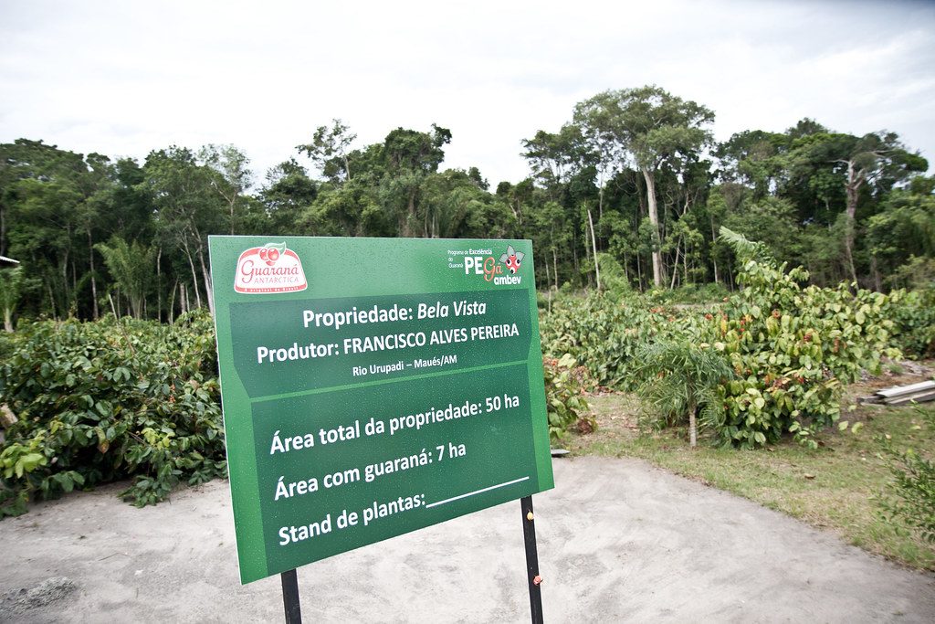 Conheça a fazenda de cerveja da Ambev; fotos