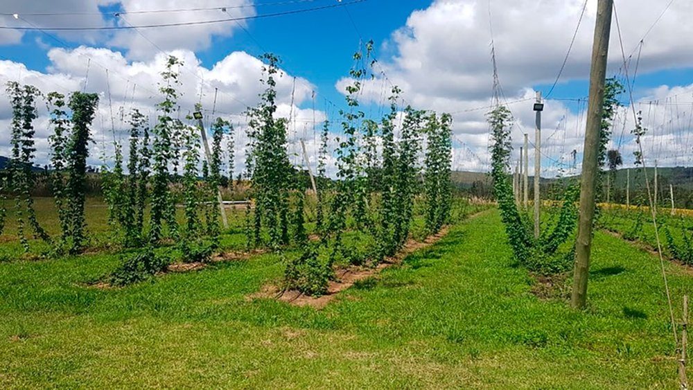 Conheça a fazenda de cerveja da Ambev; fotos