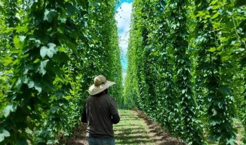 fazenda de cerveja