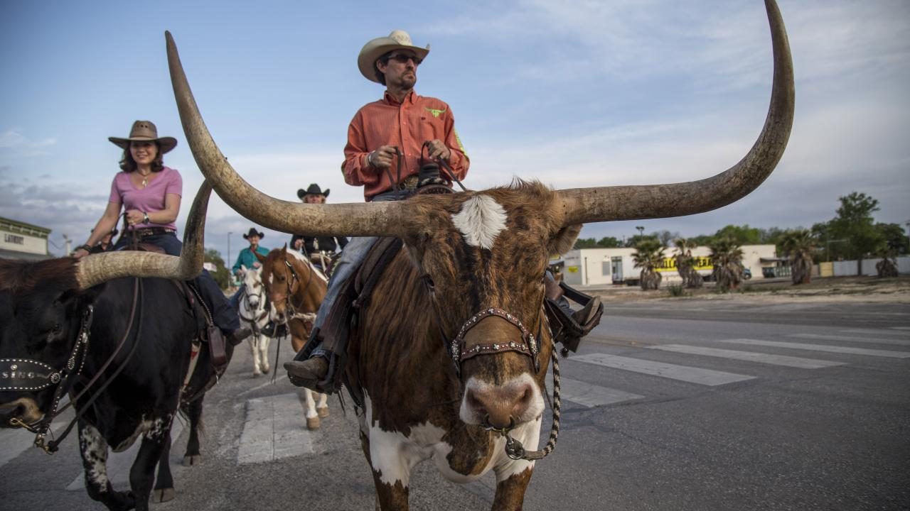 pecuária no texas