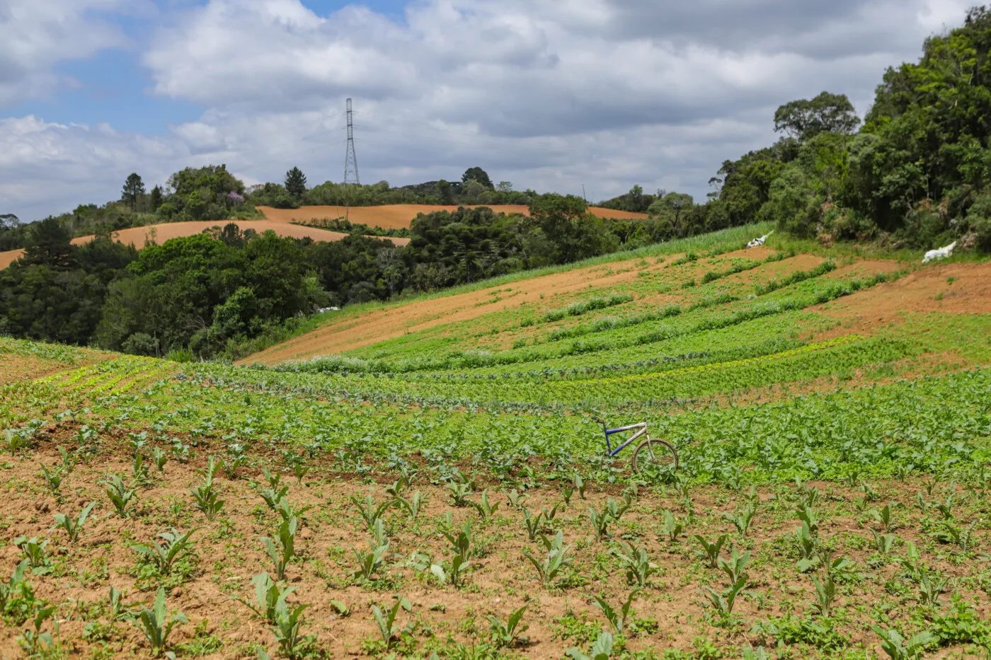 Com 3,9 mil agricultores certificados, Paraná lidera produção orgânica do Brasil