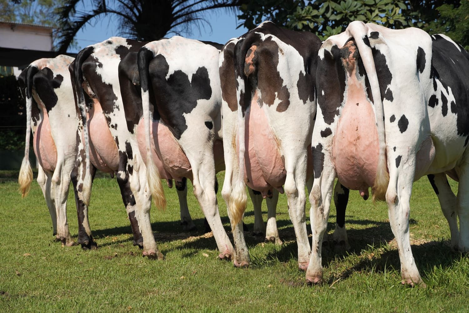 Como aumentar e calcular a taxa de prenhez no seu rebanho