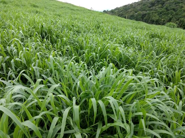 tipos de brachiaria 