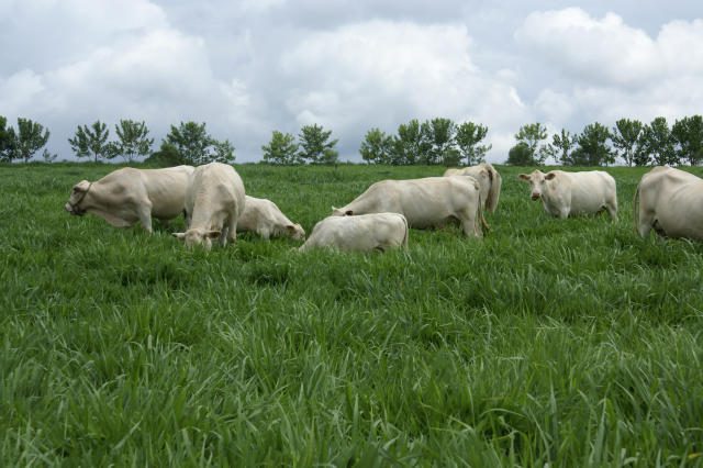 tipos de capim brachiaria 