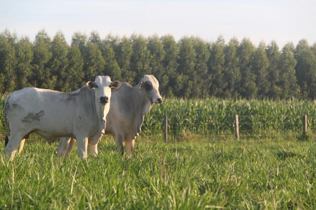 tipos de capim brachiaria 