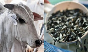 Brasil já pode exportar bovinos vivos ao Paquistão e alevinos de tilápia às Filipinas