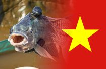importacao de tilapia do vietnam