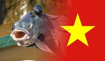 importacao de tilapia do vietnam