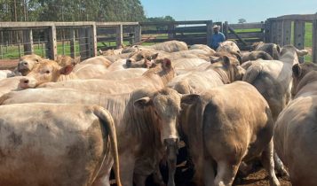 Fazenda produz novilhos tricross de 12 meses com quase 20@