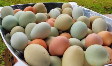 ovos caipiras de varias cores