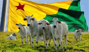 pecuaria motor da economia no acre