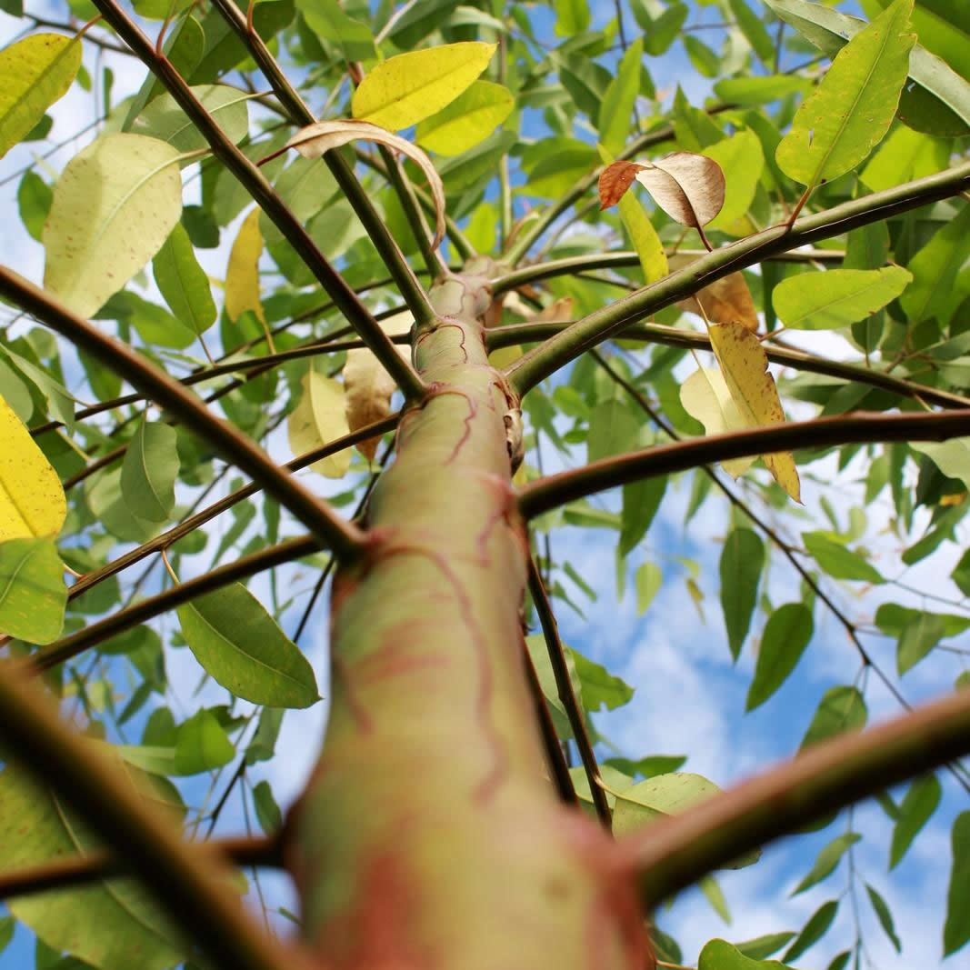 planta de eucalipto