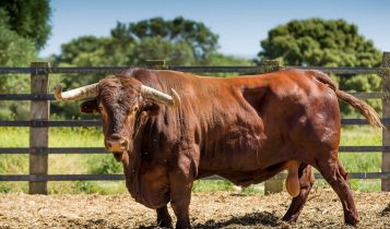 Criadores se esforçam para preservar raça que faz parte da história da pecuária