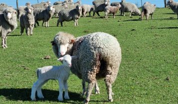 Explorar os comportamentos específicos e os hábitos de pastejo é fundamental ao escolher pastagens para ovinos e caprinos. Confira