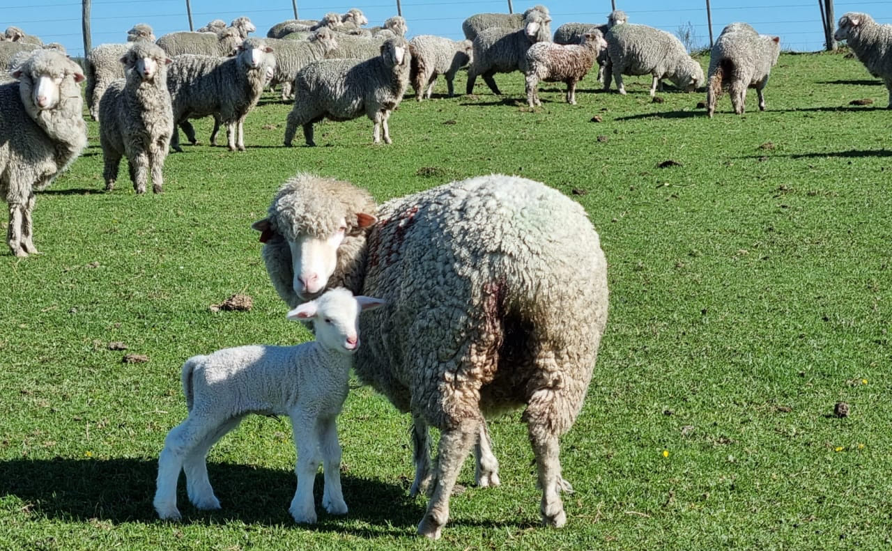 Como escolher a pastagem ideal para ovinos e caprinos