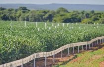 Aprosoja-MT auxilia produtores no manejo de solos siltosos