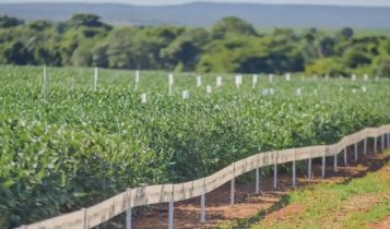 Aprosoja-MT auxilia produtores no manejo de solos siltosos