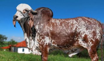 Filhos de Bolsonaro vão para pré-teste de progênie da ABCGIL