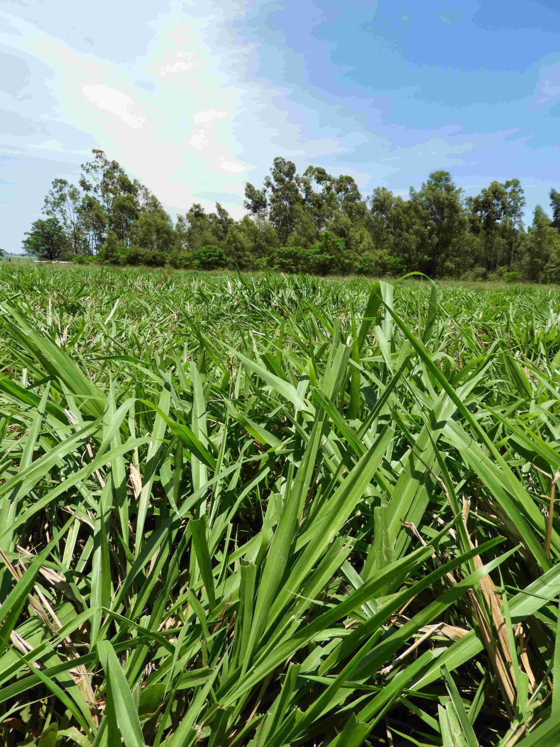 Área de pastagem de ótima qualidade no Sítio Cantinho do Céu (Jateí, MS), em 10.01.2024, quase dois anos após a renovação