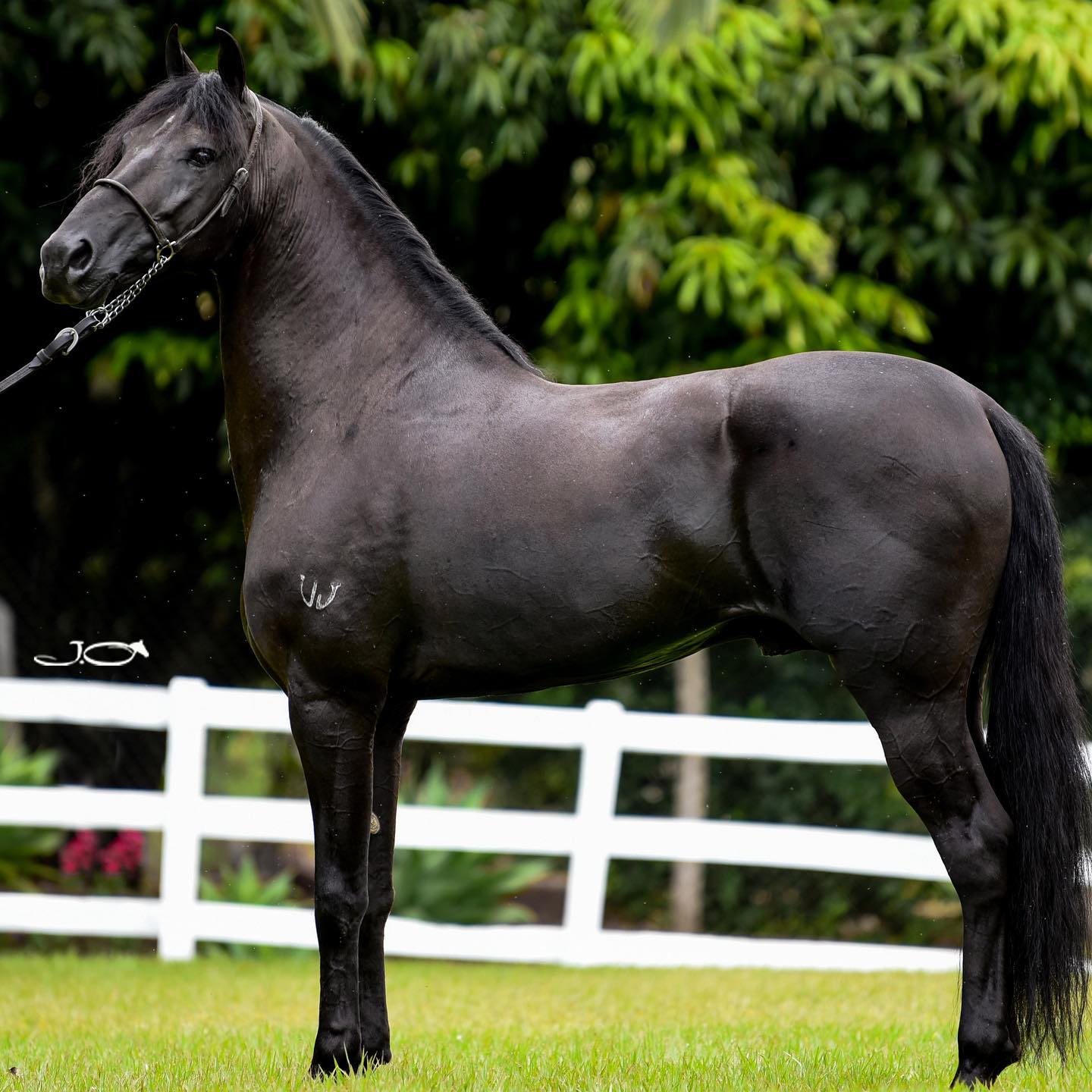 Cavalo Mangalarga Marchador Jafar do Viajeiro - foto julio oliveira