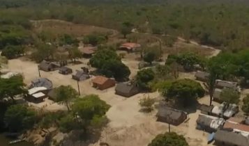 gado em terras indígenas