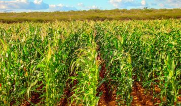 Milho BRS Gorutuba em campo - variedade superprecoce adaptada às condições do Semiárido e Agreste nordestinos