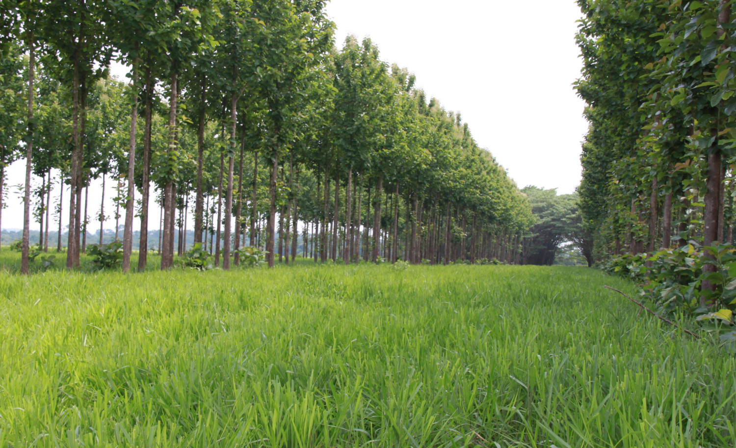 Pastagem arborizada com teca em sistema ILPF na Fazenda Gamada, em Nova Canaã do Norte (MT)