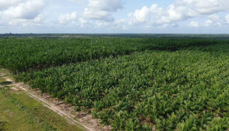 Açaí ganha o primeiro Zoneamento Agrícola de Risco Climático