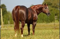 Pop Superhorse se firma como um dos maiores ganhadores do Oscar do Quarto de Milha (2)