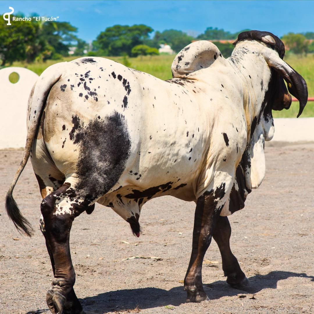 Rancho El Tucán - Sardo Negro