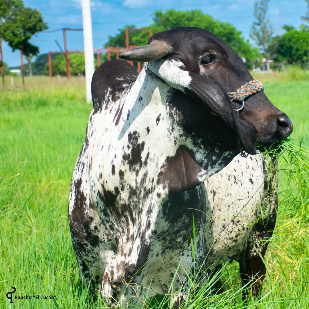 Rancho El Tucán - Sardo Negro