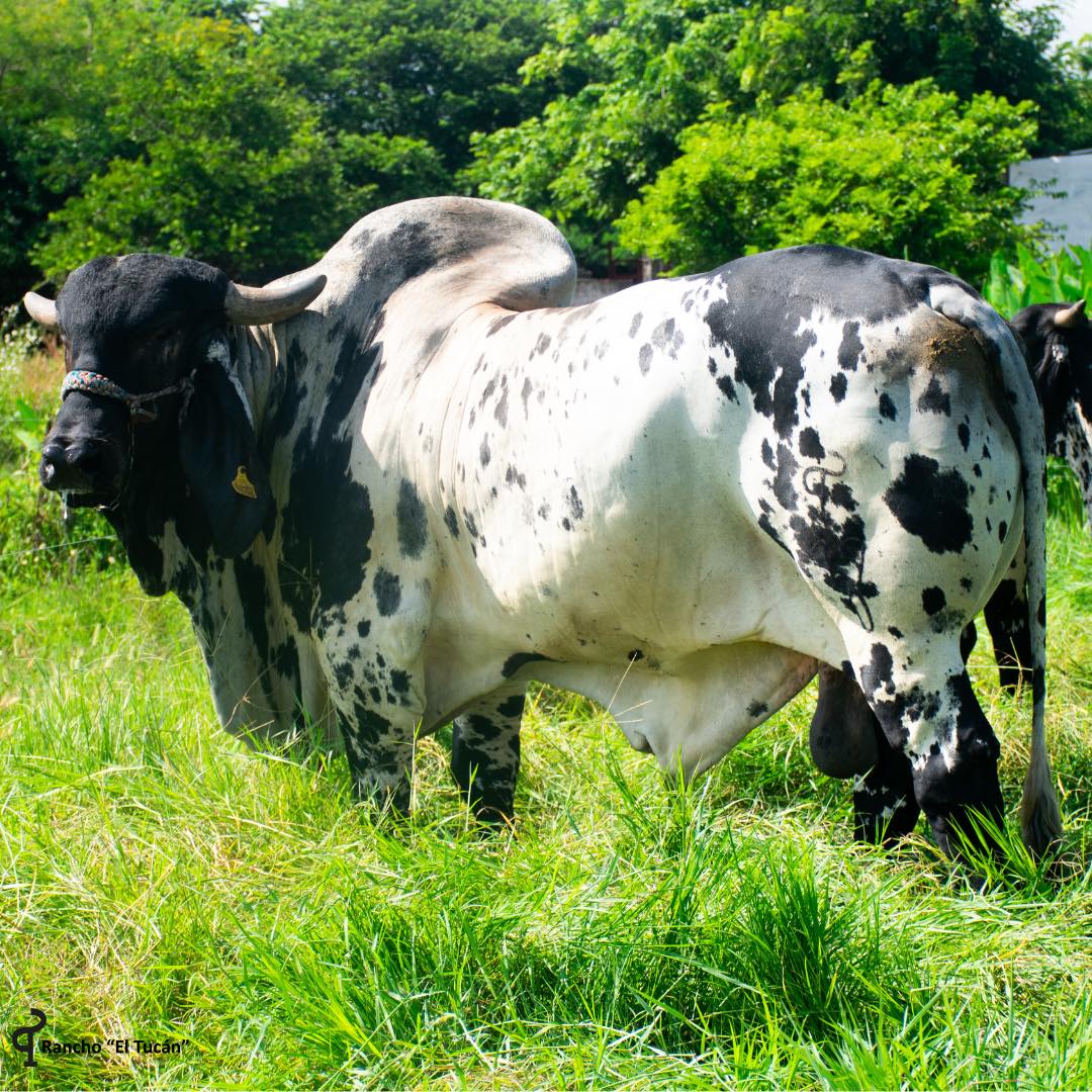 Rancho El Tucán - Sardo Negro