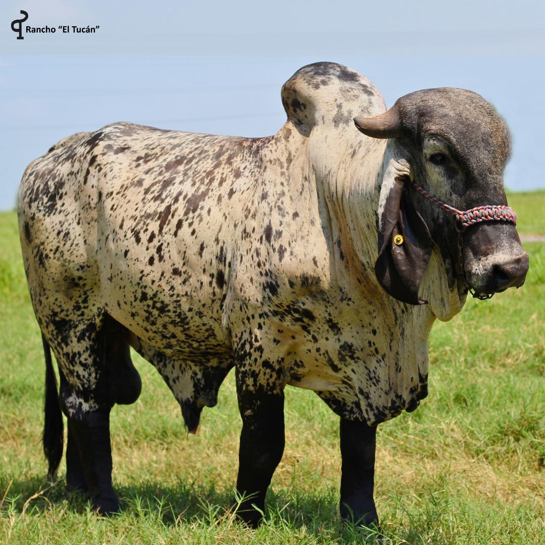 Rancho El Tucán - Sardo Negro