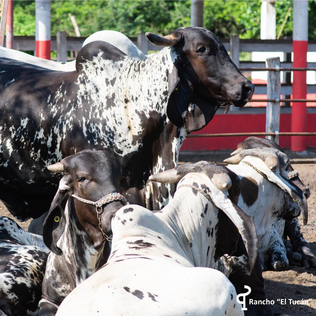 Rancho El Tucán - Sardo Negro