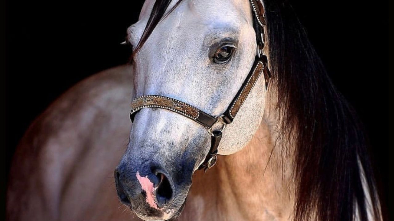 Seis-Tres-Parca- Garanhão – filho dos fenômenos Tres Seis e Miss Fortunes Fool – agora faz parte do plantel do Haras Cavalcante, de onde seguirá trilhando a sua trajetória de sucesso